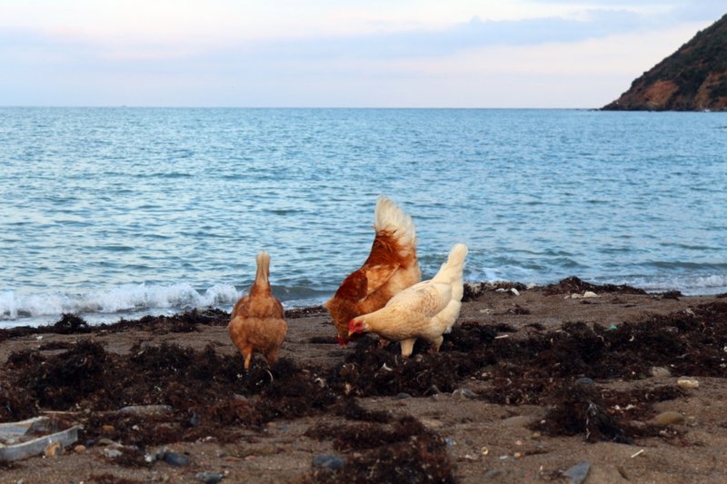 A look at chicken road oficial
